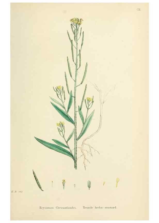 Reproducción/Reproduction 48716832928: English botany, or, Coloured figures of British plants /. London :R. Hardwicke,1863-1886.. 