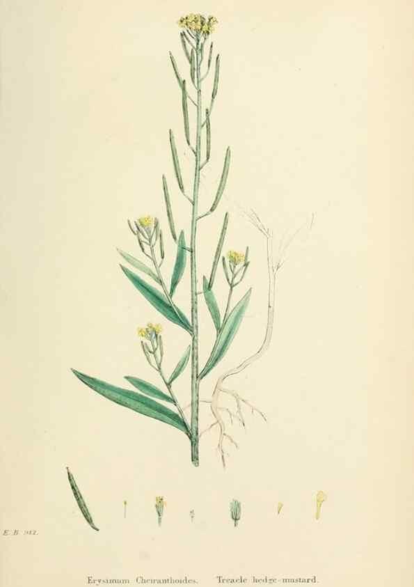 Reproducción/Reproduction 48716832928: English botany, or, Coloured figures of British plants /. London :R. Hardwicke,1863-1886.. 