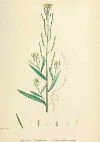 Reproducción/Reproduction 48716832928: English botany, or, Coloured figures of British plants /. London :R. Hardwicke,1863-1886.. 