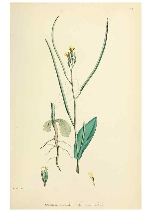 Reproducción/Reproduction 48717339012: English botany, or, Coloured figures of British plants /. London :R. Hardwicke,1863-1886.. 
