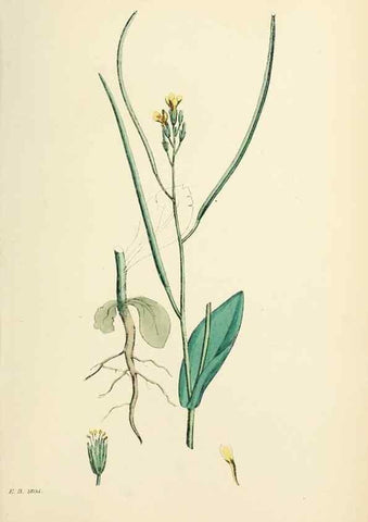 Reproducción/Reproduction 48717339012: English botany, or, Coloured figures of British plants /. London :R. Hardwicke,1863-1886.. 