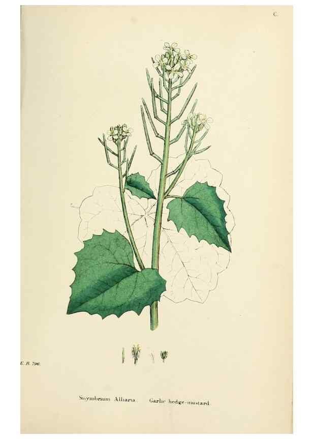 Reproducción/Reproduction 48717167511: English botany, or, Coloured figures of British plants /. London :R. Hardwicke,1863-1886.. 