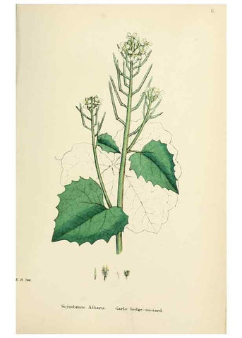 Reproducción/Reproduction 48717167511: English botany, or, Coloured figures of British plants /. London :R. Hardwicke,1863-1886.. 