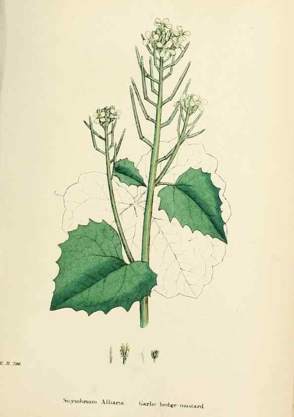 Reproducción/Reproduction 48717167511: English botany, or, Coloured figures of British plants /. London :R. Hardwicke,1863-1886.. 