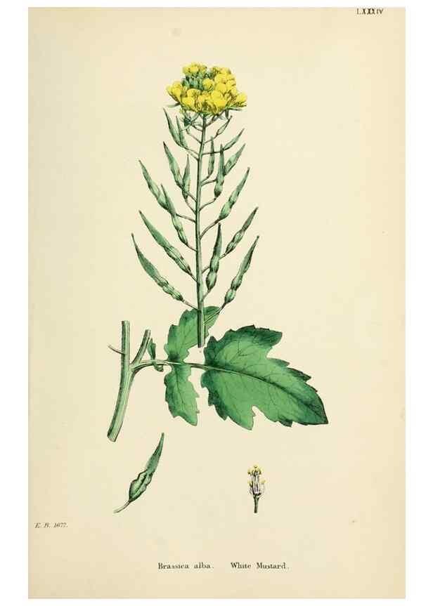 Reproducción/Reproduction 48717161841: English botany, or, Coloured figures of British plants /. London :R. Hardwicke,1863-1886.. 