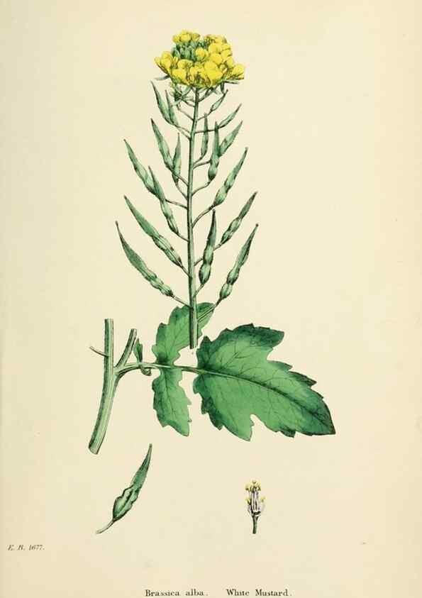 Reproducción/Reproduction 48717161841: English botany, or, Coloured figures of British plants /. London :R. Hardwicke,1863-1886.. 