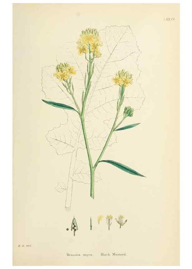 Reproducción/Reproduction 48717162166: English botany, or, Coloured figures of British plants /. London :R. Hardwicke,1863-1886.. 