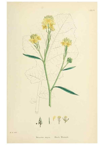 Reproducción/Reproduction 48717162166: English botany, or, Coloured figures of British plants /. London :R. Hardwicke,1863-1886.. 