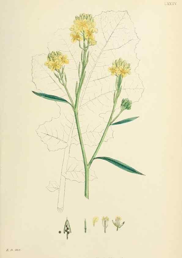 Reproducción/Reproduction 48717162166: English botany, or, Coloured figures of British plants /. London :R. Hardwicke,1863-1886.. 
