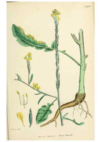 Reproducción/Reproduction 48717333362: English botany, or, Coloured figures of British plants /. London :R. Hardwicke,1863-1886.. 
