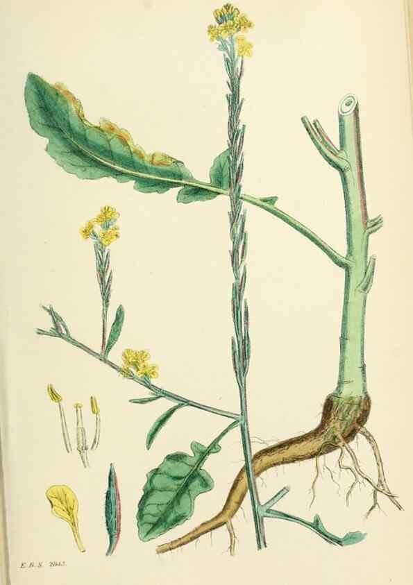 Reproducción/Reproduction 48717333362: English botany, or, Coloured figures of British plants /. London :R. Hardwicke,1863-1886.. 