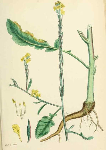 Reproducción/Reproduction 48717333362: English botany, or, Coloured figures of British plants /. London :R. Hardwicke,1863-1886.. 