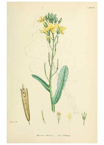 Reproducción/Reproduction 48717333812: English botany, or, Coloured figures of British plants /. London :R. Hardwicke,1863-1886.. 