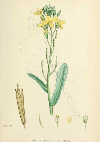 Reproducción/Reproduction 48717333812: English botany, or, Coloured figures of British plants /. London :R. Hardwicke,1863-1886.. 