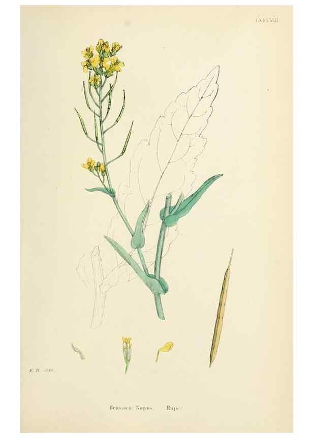 Reproducción/Reproduction 48717334147: English botany, or, Coloured figures of British plants /. London :R. Hardwicke,1863-1886.. 