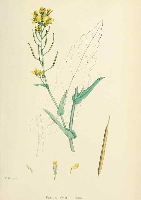 Reproducción/Reproduction 48717334147: English botany, or, Coloured figures of British plants /. London :R. Hardwicke,1863-1886.. 