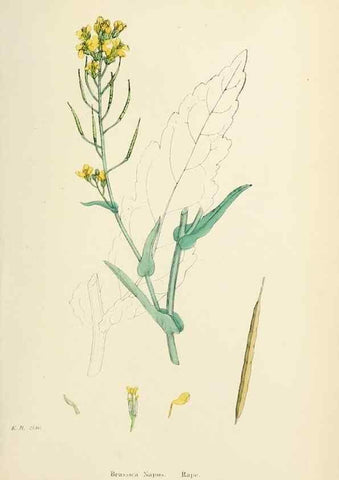 Reproducción/Reproduction 48717334147: English botany, or, Coloured figures of British plants /. London :R. Hardwicke,1863-1886.. 