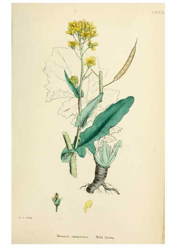 Reproducción/Reproduction 48717334602: English botany, or, Coloured figures of British plants /. London :R. Hardwicke,1863-1886.. 