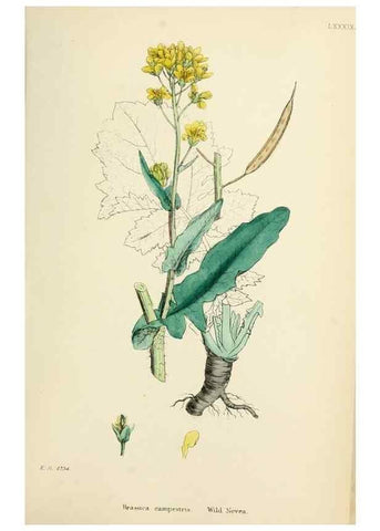 Reproducción/Reproduction 48717334602: English botany, or, Coloured figures of British plants /. London :R. Hardwicke,1863-1886.. 