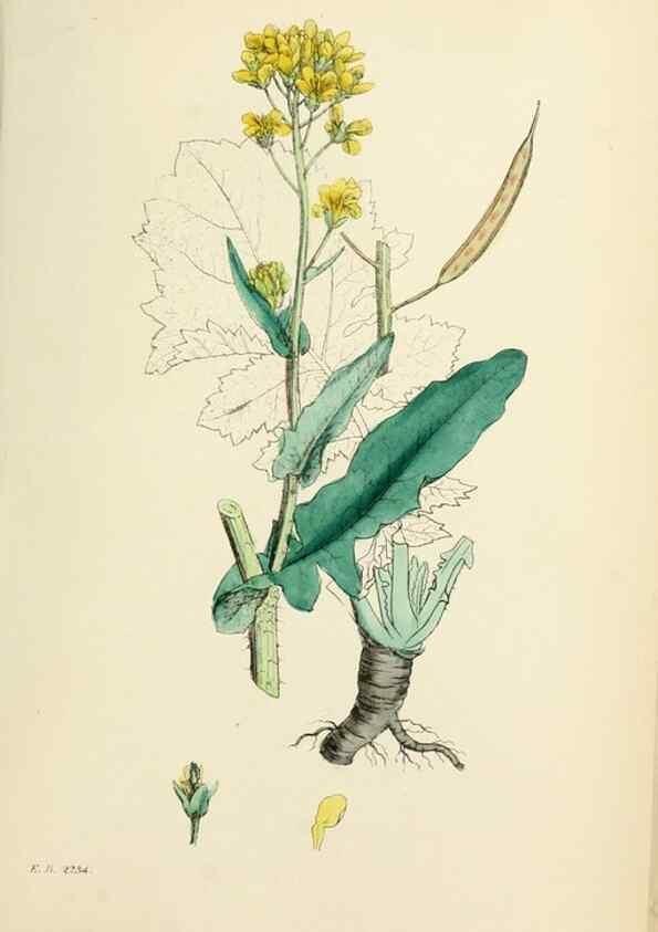 Reproducción/Reproduction 48717334602: English botany, or, Coloured figures of British plants /. London :R. Hardwicke,1863-1886.. 