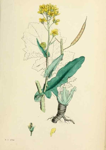 Reproducción/Reproduction 48717334602: English botany, or, Coloured figures of British plants /. London :R. Hardwicke,1863-1886.. 