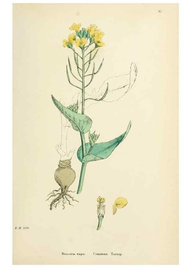 Reproducción/Reproduction 48717164031: English botany, or, Coloured figures of British plants /. London :R. Hardwicke,1863-1886.. 