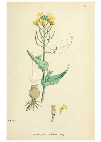 Reproducción/Reproduction 48717164031: English botany, or, Coloured figures of British plants /. London :R. Hardwicke,1863-1886.. 