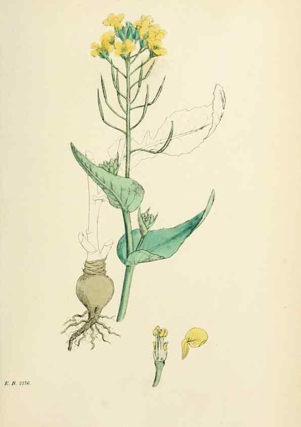 Reproducción/Reproduction 48717164031: English botany, or, Coloured figures of British plants /. London :R. Hardwicke,1863-1886.. 