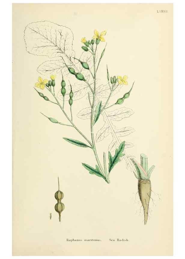 Reproducción/Reproduction 48717161111: English botany, or, Coloured figures of British plants /. London :R. Hardwicke,1863-1886.. 