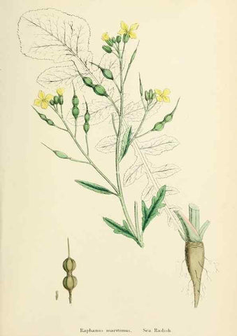 Reproducción/Reproduction 48717161111: English botany, or, Coloured figures of British plants /. London :R. Hardwicke,1863-1886.. 