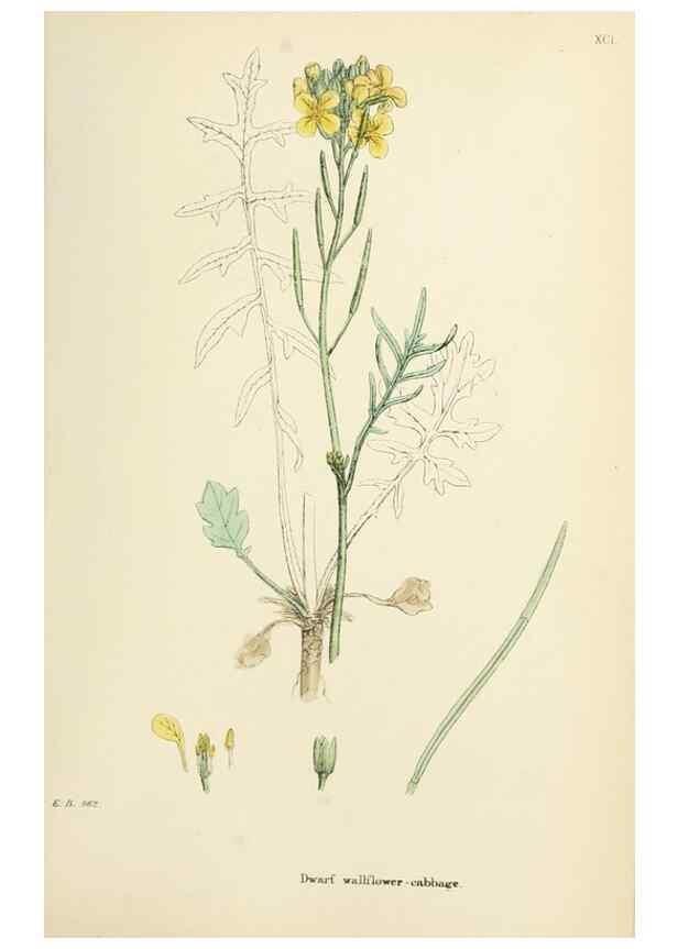 Reproducción/Reproduction 48716829103: English botany, or, Coloured figures of British plants /. London :R. Hardwicke,1863-1886.. 