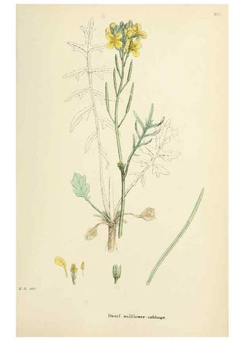 Reproducción/Reproduction 48716829103: English botany, or, Coloured figures of British plants /. London :R. Hardwicke,1863-1886.. 