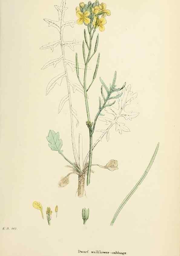 Reproducción/Reproduction 48716829103: English botany, or, Coloured figures of British plants /. London :R. Hardwicke,1863-1886.. 