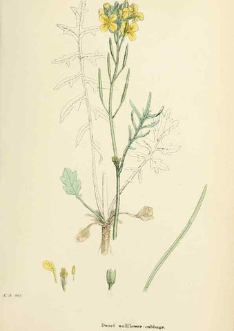 Reproducción/Reproduction 48716829103: English botany, or, Coloured figures of British plants /. London :R. Hardwicke,1863-1886.. 