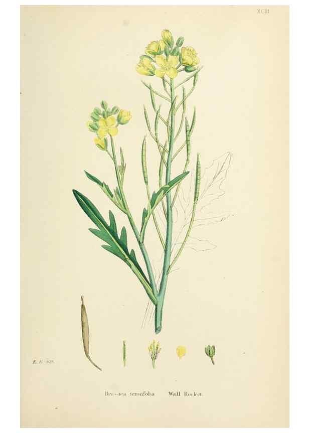Reproducción/Reproduction 48717335932: English botany, or, Coloured figures of British plants /. London :R. Hardwicke,1863-1886.. 