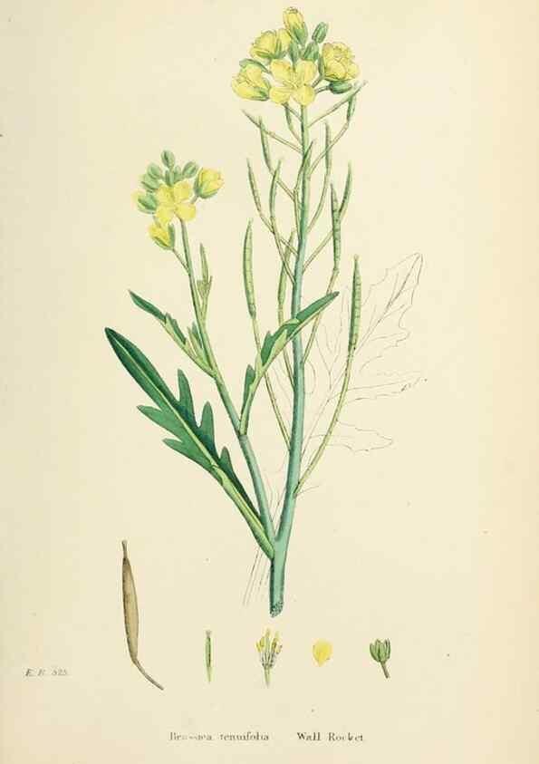 Reproducción/Reproduction 48717335932: English botany, or, Coloured figures of British plants /. London :R. Hardwicke,1863-1886.. 