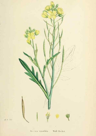 Reproducción/Reproduction 48717335932: English botany, or, Coloured figures of British plants /. London :R. Hardwicke,1863-1886.. 