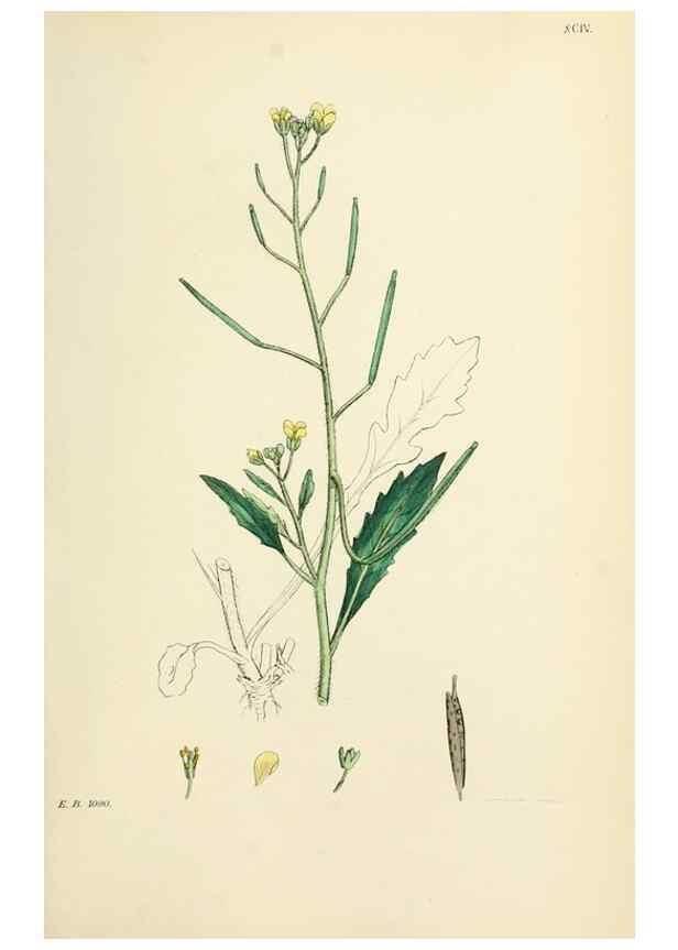 Reproducción/Reproduction 48716830043: English botany, or, Coloured figures of British plants /. London :R. Hardwicke,1863-1886.. 