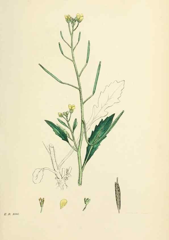 Reproducción/Reproduction 48716830043: English botany, or, Coloured figures of British plants /. London :R. Hardwicke,1863-1886.. 