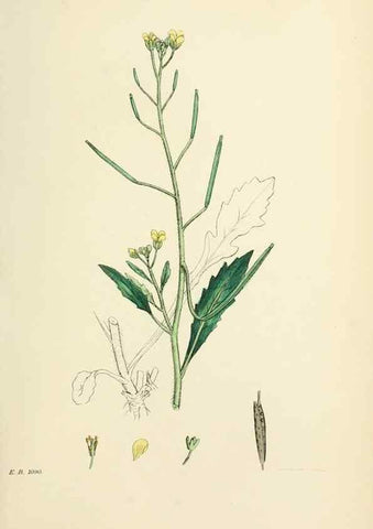 Reproducción/Reproduction 48716830043: English botany, or, Coloured figures of British plants /. London :R. Hardwicke,1863-1886.. 