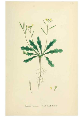 Reproducción/Reproduction 48717165706: English botany, or, Coloured figures of British plants /. London :R. Hardwicke,1863-1886.. 