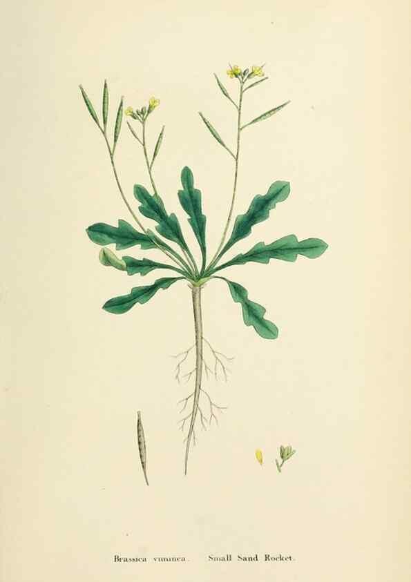 Reproducción/Reproduction 48717165706: English botany, or, Coloured figures of British plants /. London :R. Hardwicke,1863-1886.. 
