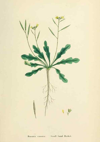 Reproducción/Reproduction 48717165706: English botany, or, Coloured figures of British plants /. London :R. Hardwicke,1863-1886.. 