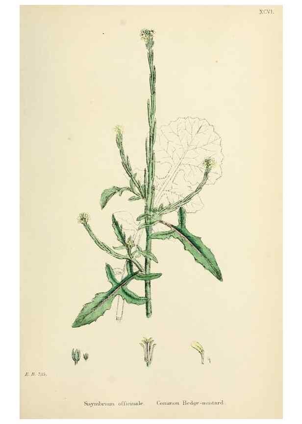 Reproducción/Reproduction 48716830703: English botany, or, Coloured figures of British plants /. London :R. Hardwicke,1863-1886.. 