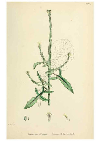 Reproducción/Reproduction 48716830703: English botany, or, Coloured figures of British plants /. London :R. Hardwicke,1863-1886.. 