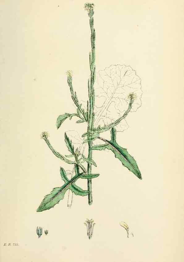 Reproducción/Reproduction 48716830703: English botany, or, Coloured figures of British plants /. London :R. Hardwicke,1863-1886.. 