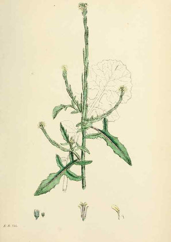 Reproducción/Reproduction 48716830703: English botany, or, Coloured figures of British plants /. London :R. Hardwicke,1863-1886.. 
