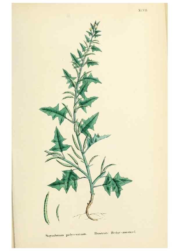 Reproducción/Reproduction 48717337397: English botany, or, Coloured figures of British plants /. London :R. Hardwicke,1863-1886.. 