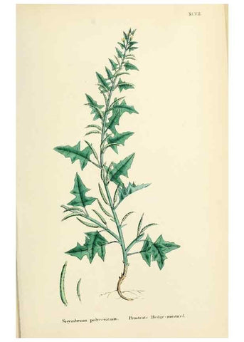 Reproducción/Reproduction 48717337397: English botany, or, Coloured figures of British plants /. London :R. Hardwicke,1863-1886.. 