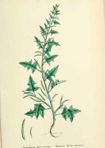 Reproducción/Reproduction 48717337397: English botany, or, Coloured figures of British plants /. London :R. Hardwicke,1863-1886.. 